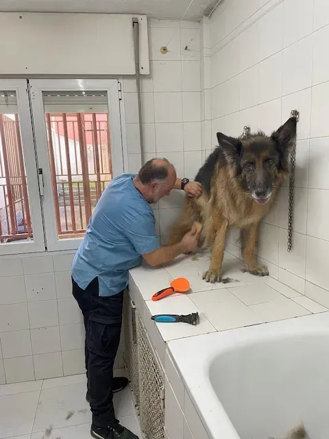 Un hombre con uniforme médico acicala a un perro pastor alemán en una habitación embaldosada.