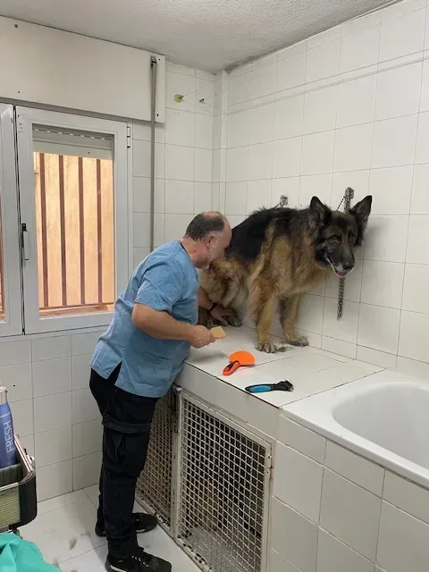 Peluquero canino cepilla a un perro pastor alemán de pie sobre una plataforma elevada en una habitación embaldosada.