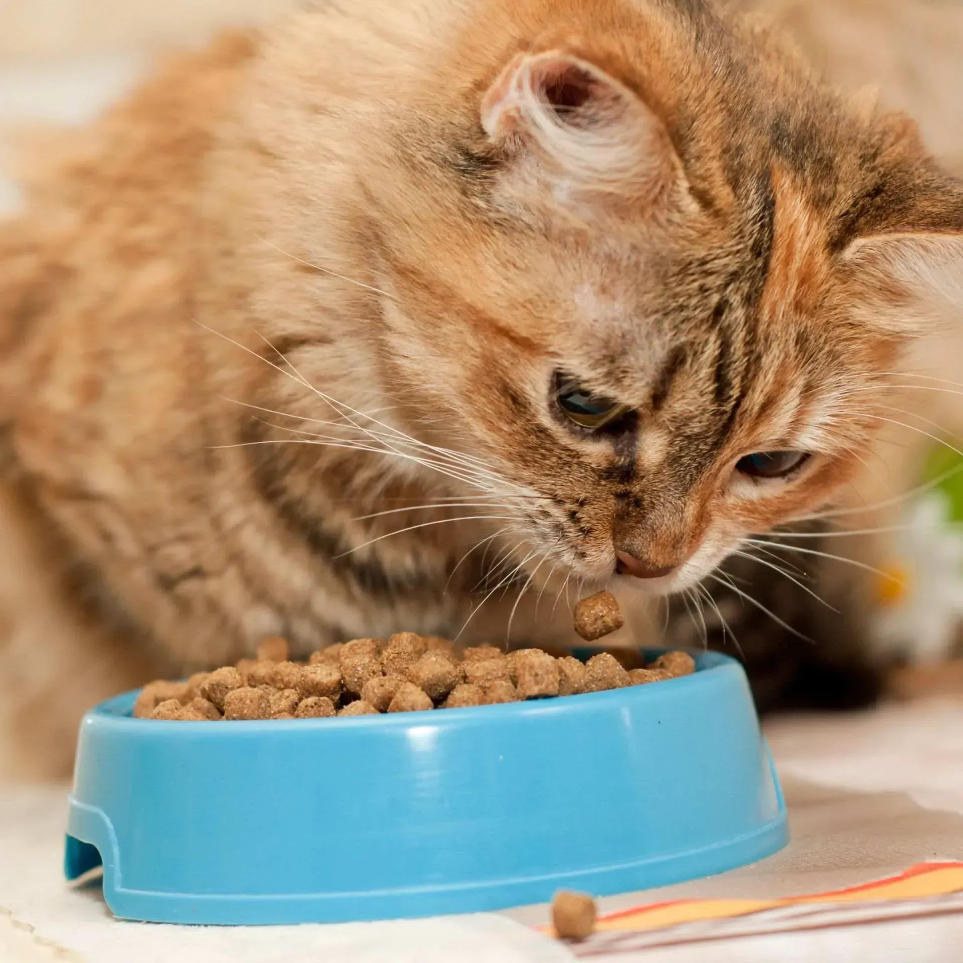 Gato esponjoso de pelaje marrón y tostado comiendo croquetas secas de un recipiente azul.