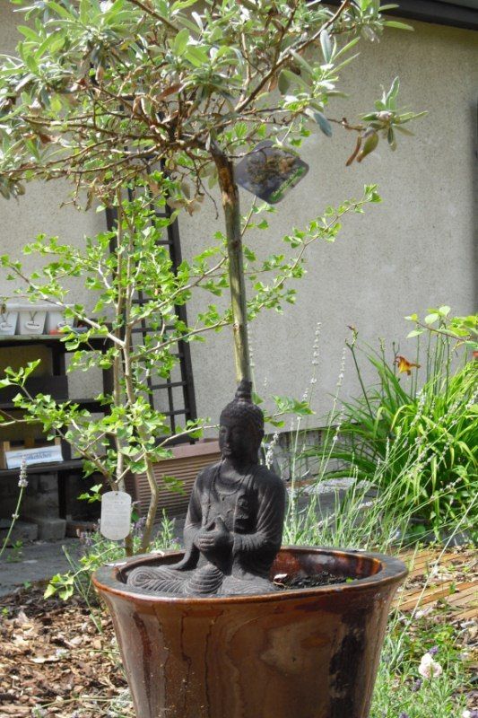 große Pflanze in Topf mit schwarzer Statue