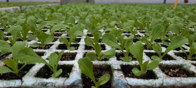 Fileres de plàntules de verdures verdes que creixen en safates de viver de poliestirè expandit blanc en un hivernacle.