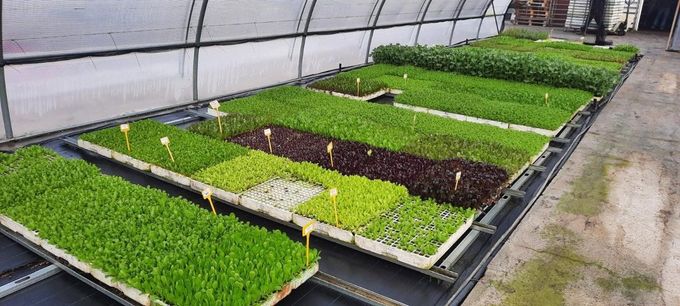 Fileres de petites safates d'inici de microverds verds i morats disposades sobre taules dins d'un hivernacle.