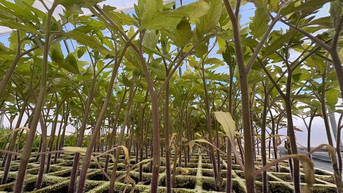 Vista en angle baix de moltes plàntules de tomàquet joves que creixen en una safata de viver de plàstic sota un cel brillant.