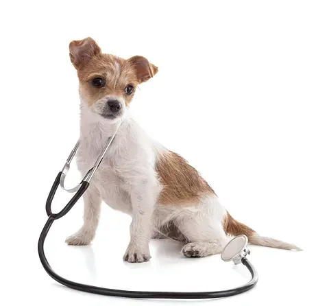 Un pequeño perro marrón y blanco está sentado con un estetoscopio alrededor de su cuello.