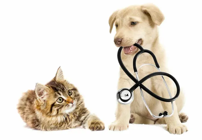 Un perro y un gato están sentados uno al lado del otro con un estetoscopio en la boca.