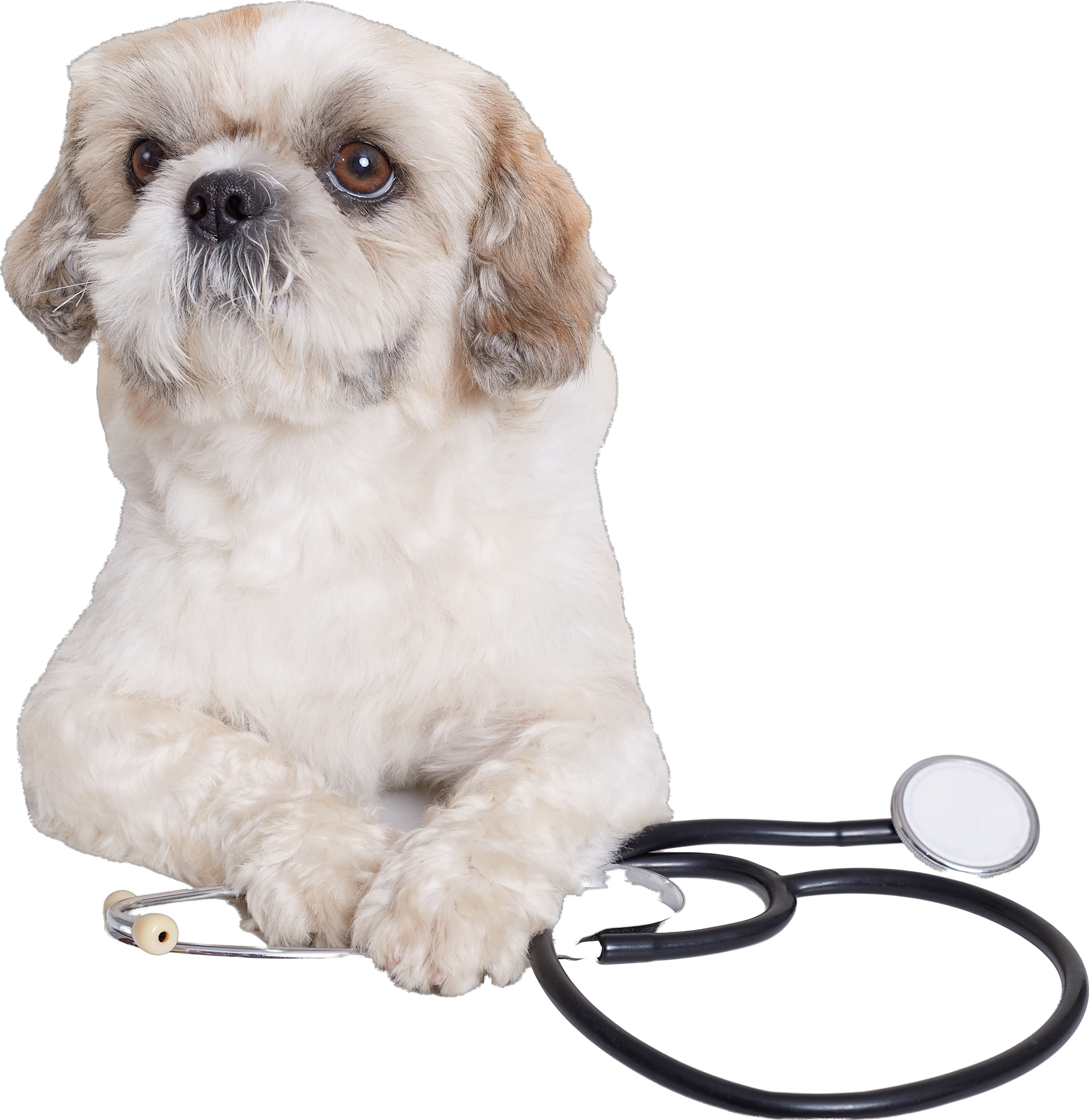 Un perro lleva un estetoscopio alrededor del cuello.