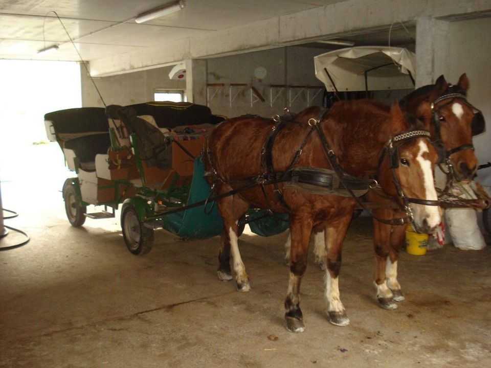 Pferdekutsche, Foto vom Kutschenbetrieb H. Riedberger