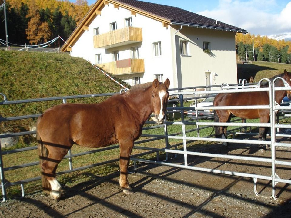 Ferien-Pferdeboxen, Foto vom Kutschenbetrieb H. Riedberger