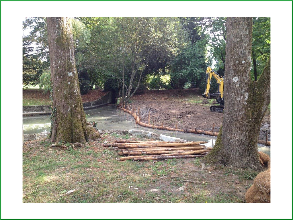 Deux arbres dans un parc le long d'un cours d'eau