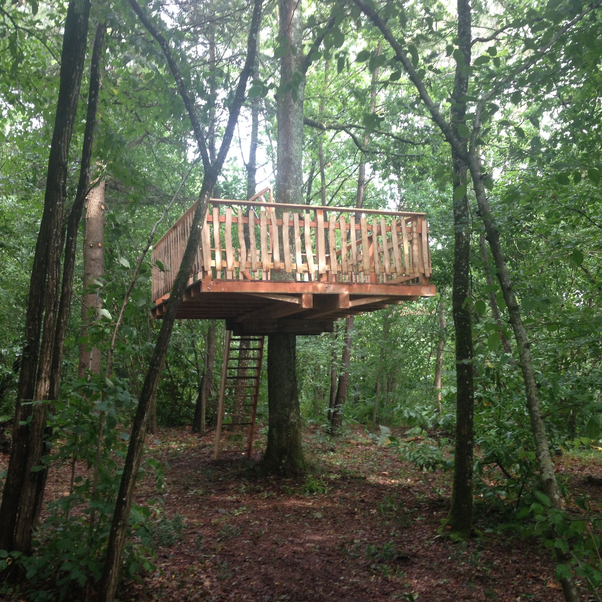 Cabane dans les arbres