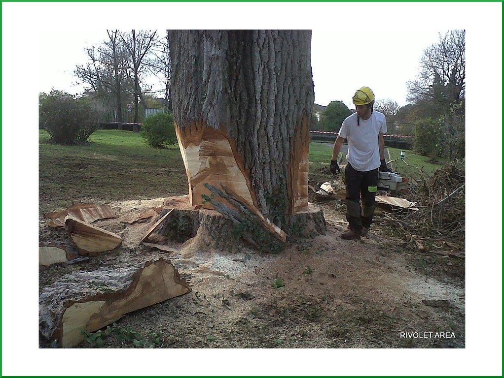 Dernière étape d'un abattage par démontage