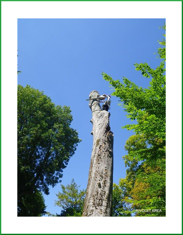 Arbre mort sans branche