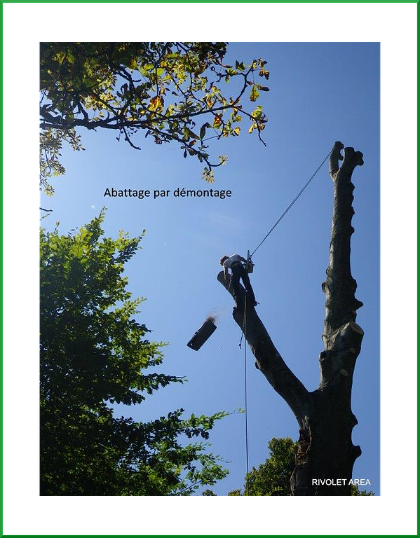 Élagueur grimpeur dans un arbre