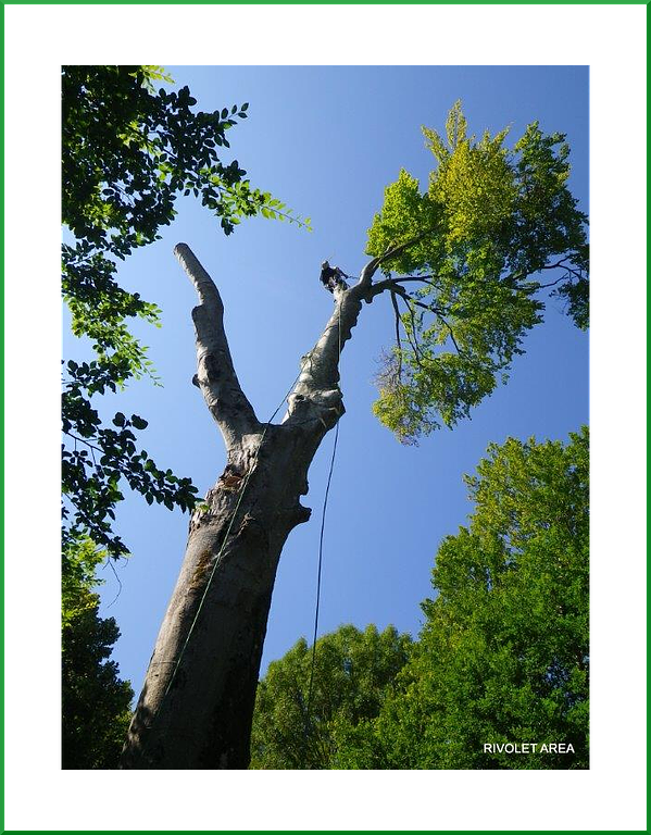 Élagueur grimpeur accroché à un arbre en train d'être élagué