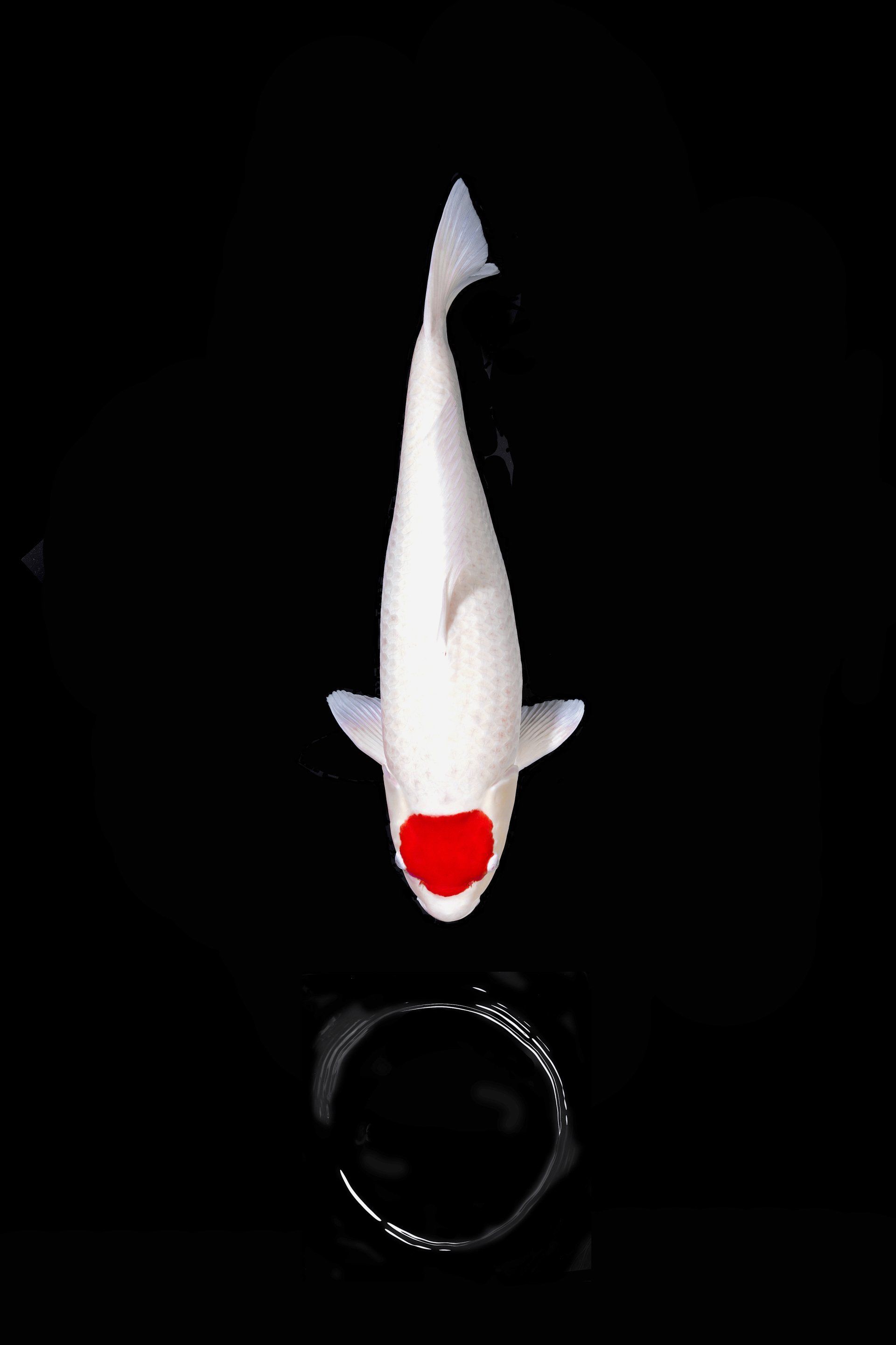 Ein weißer Fisch mit einem roten Fleck im Gesicht