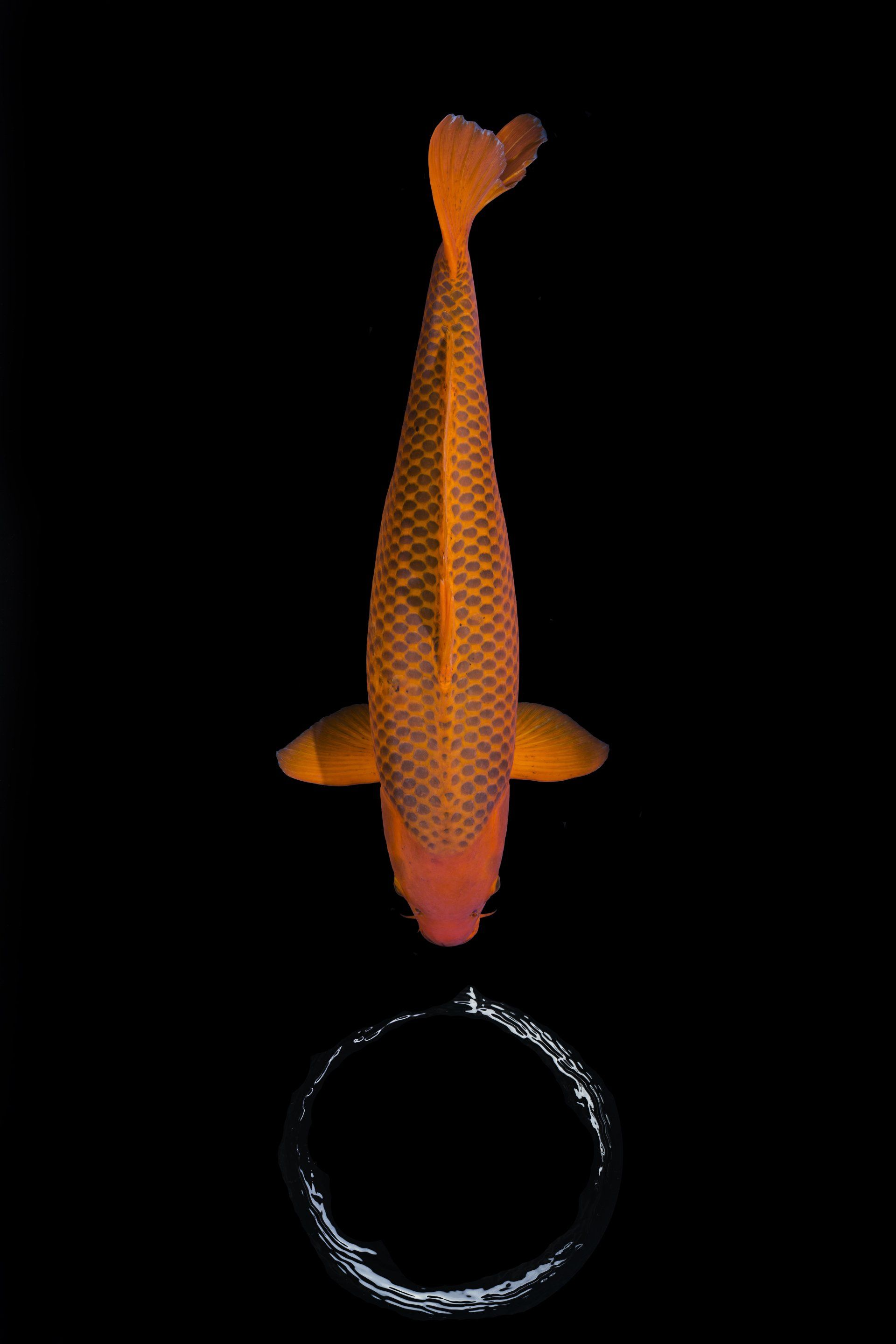 Ein orangefarbener Fisch schwimmt in einem Kreis auf schwarzem Hintergrund