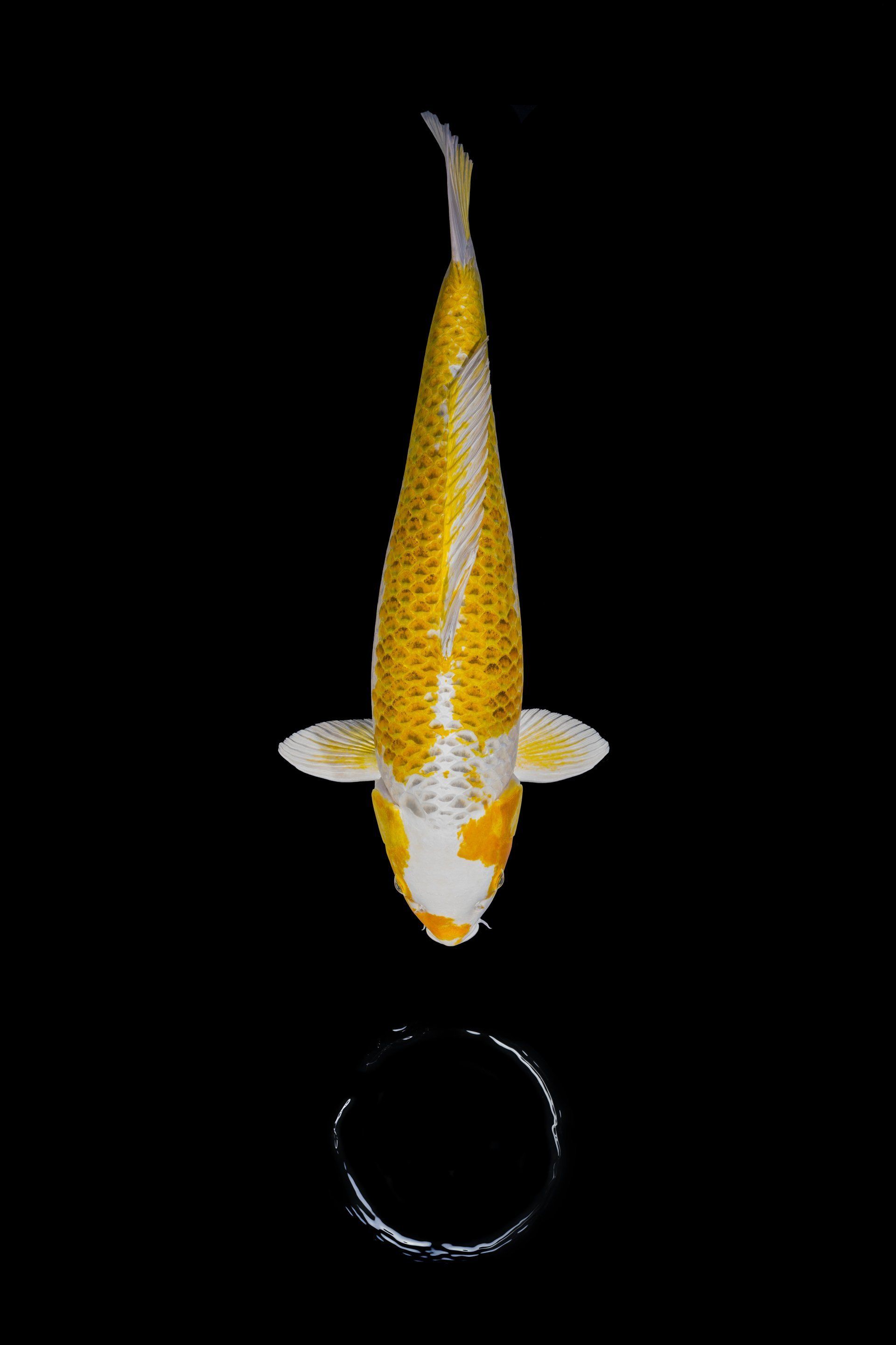 Ein gelb-weißer Fisch schwimmt in einem Kreis auf schwarzem Hintergrund