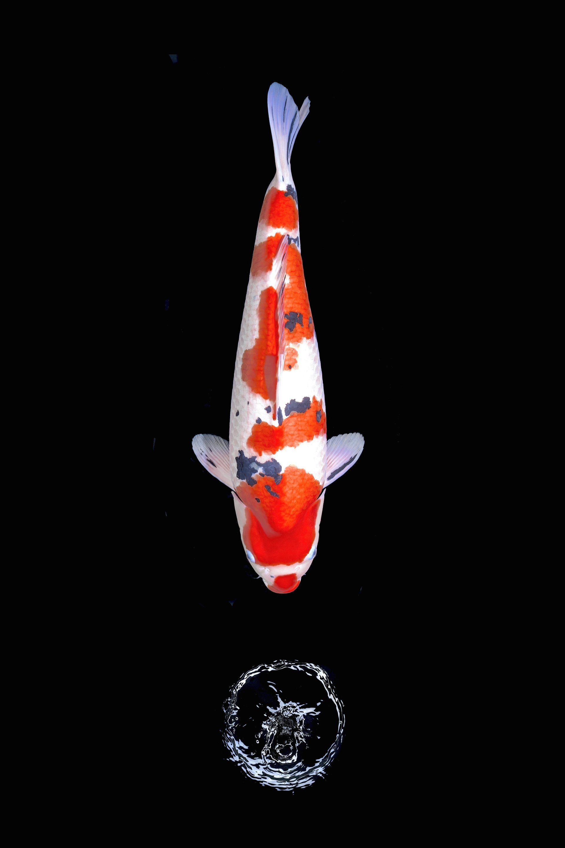 Ein rot-weiß-blauer Fisch schwimmt auf schwarzem Hintergrund