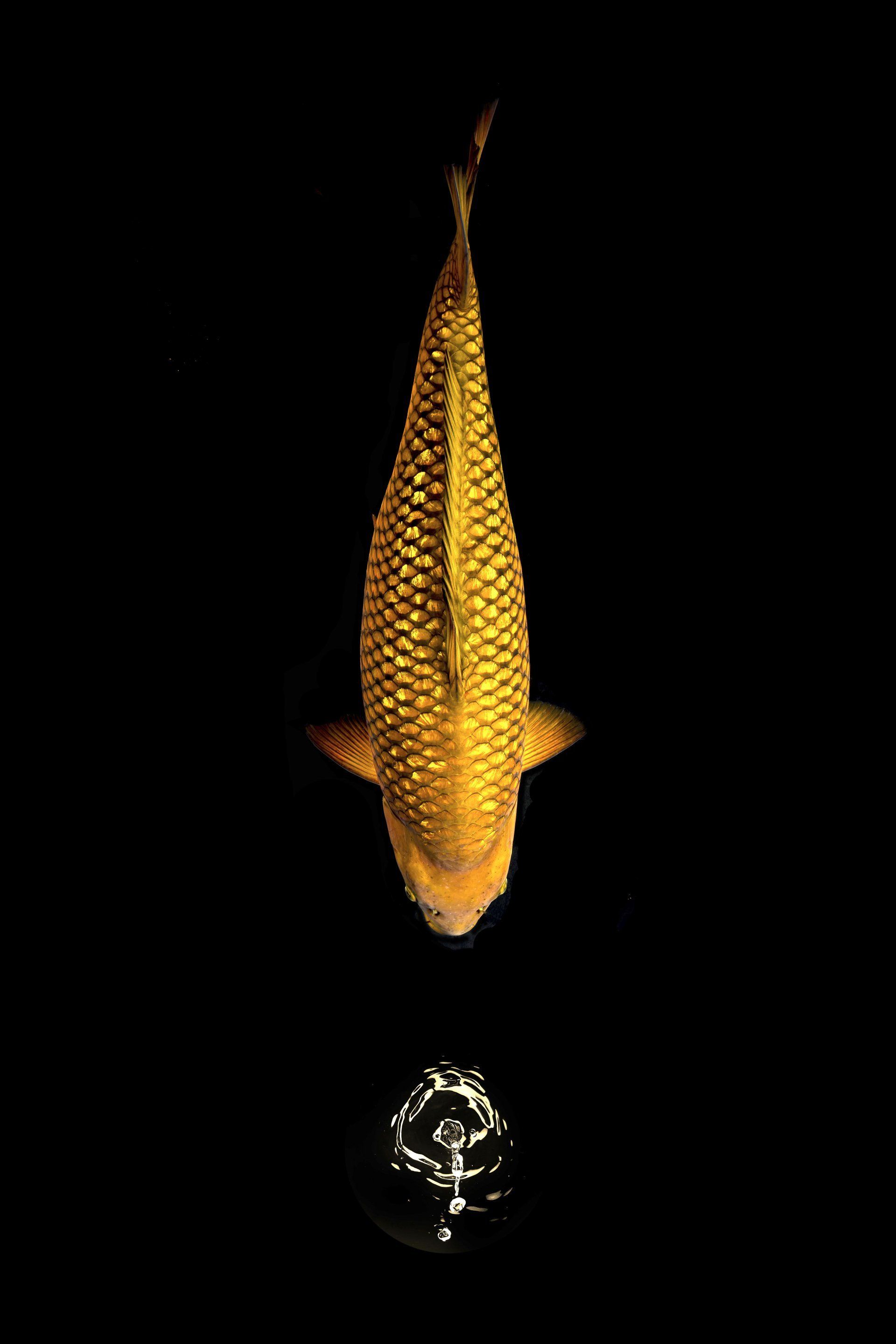 Ein Goldfisch schwimmt in einem schwarzen Aquarium