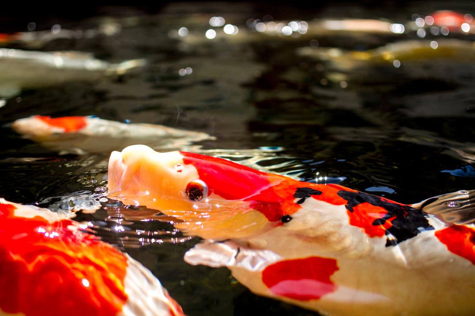 Eine Gruppe bunter Fische schwimmt in einem Teich