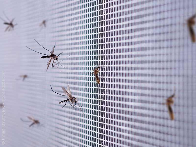 Johannes Schneider Insektenschutz, Estenfeld | eigene Herstellung eigener Montageservice Reparaturservice Fliegengitter für Fenster und Türen Insektenschutz-Rollo für Dachfenster Plissees Drehtüren, Pendeltüren Schiebetüren, Schiebeanlagen Lichtschachtabdeckungen