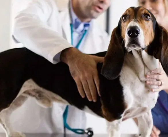Veterinário examinando um cão Basset Hound marrom, preto e branco em um consultório com uma mulher.
