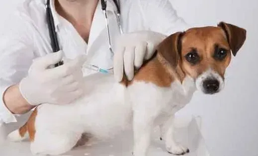 Veterinário aplicando uma injeção em um cachorro. O cachorro é branco e marrom, com uma expressão preocupada.