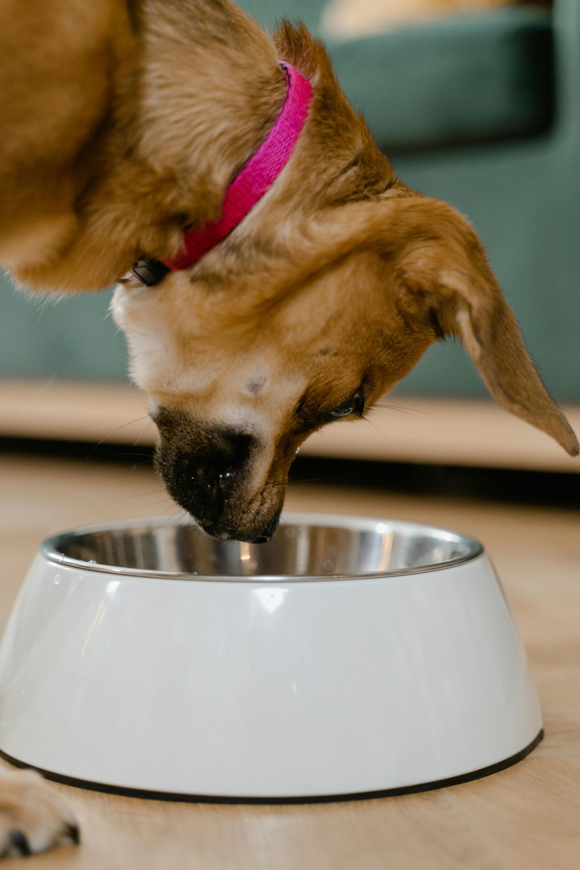 Cachorro com coleira rosa comendo de uma tigela branca e prateada em um piso de madeira.