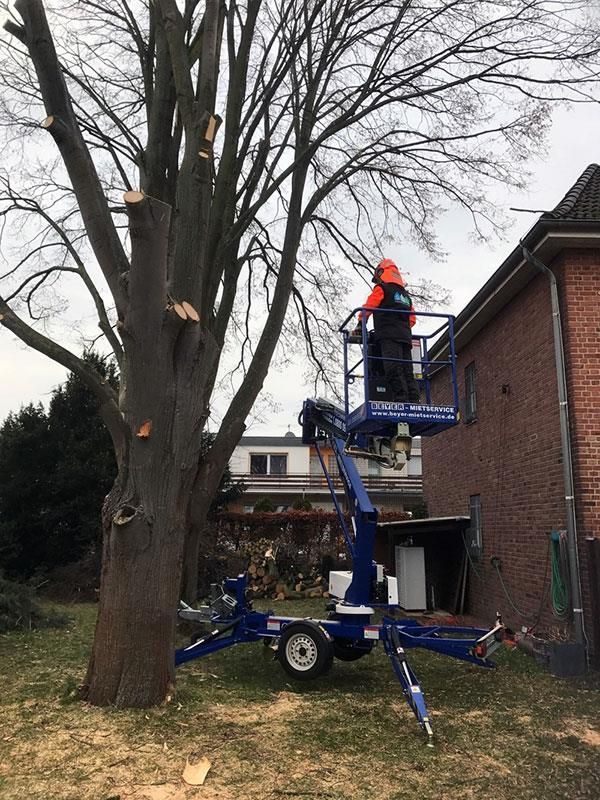 Ein Mann fällt mit einem Kran vor einem Haus einen Baum.