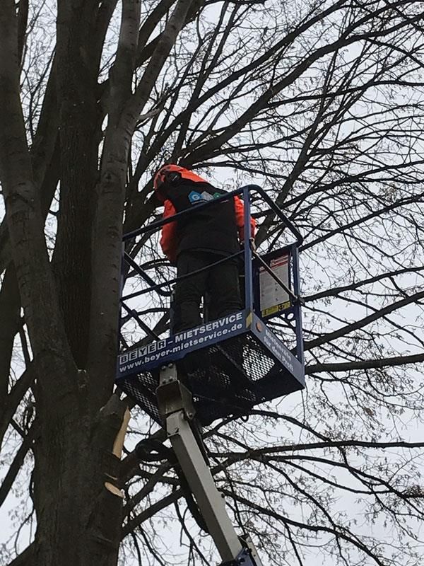 Ein Mann fällt auf einer Hebebühne mit einer Kettensäge einen Baum.