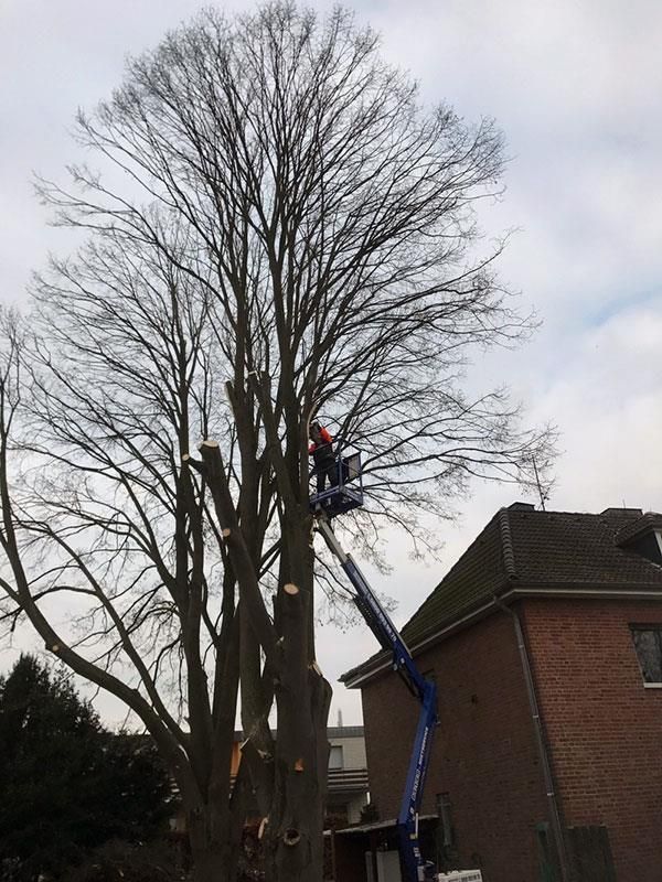 Ein Mann fällt mit einem Kran vor einem Haus einen Baum.