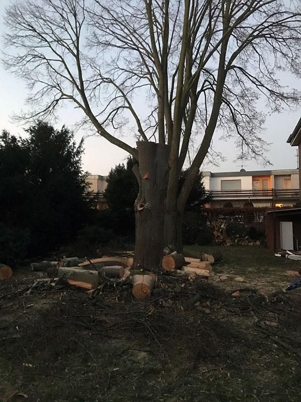 Ein Baum, der in einem Hinterhof gefällt wurde