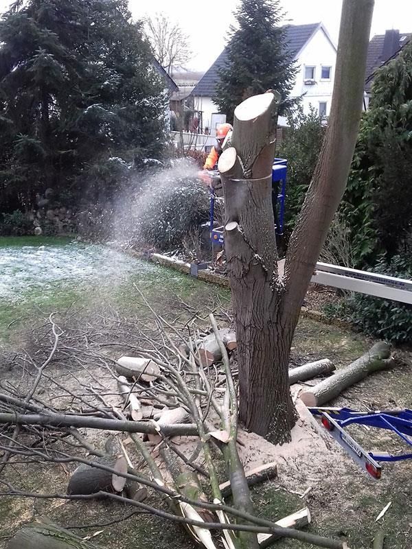 Eine Person fällt mit einer Kettensäge einen Baum.
