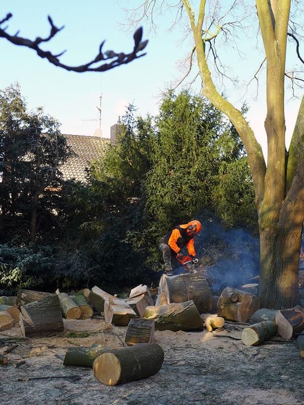 Ein Mann fällt mit einer Kettensäge einen Baum