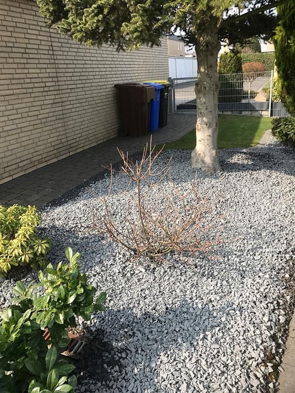 Inmitten eines Kiesgartens steht ein Baum.