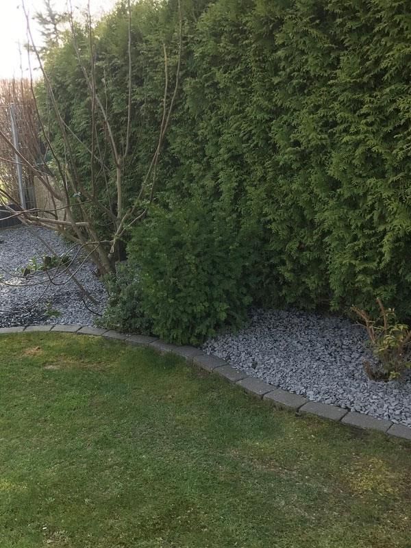 Eine üppige grüne Hecke umgibt einen üppigen grünen Rasen in einem Hinterhof.