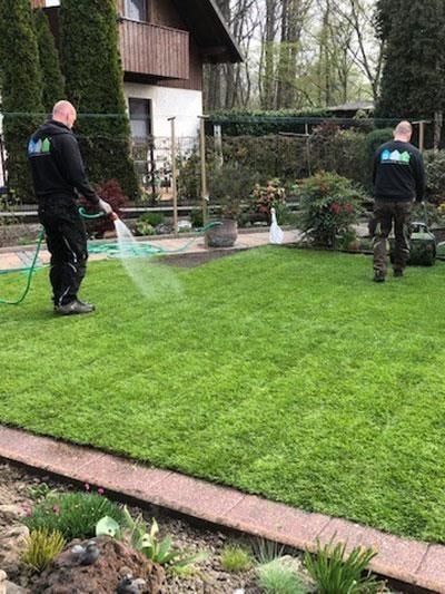 Zwei Männer bewässern einen üppigen grünen Rasen mit einem Schlauch.