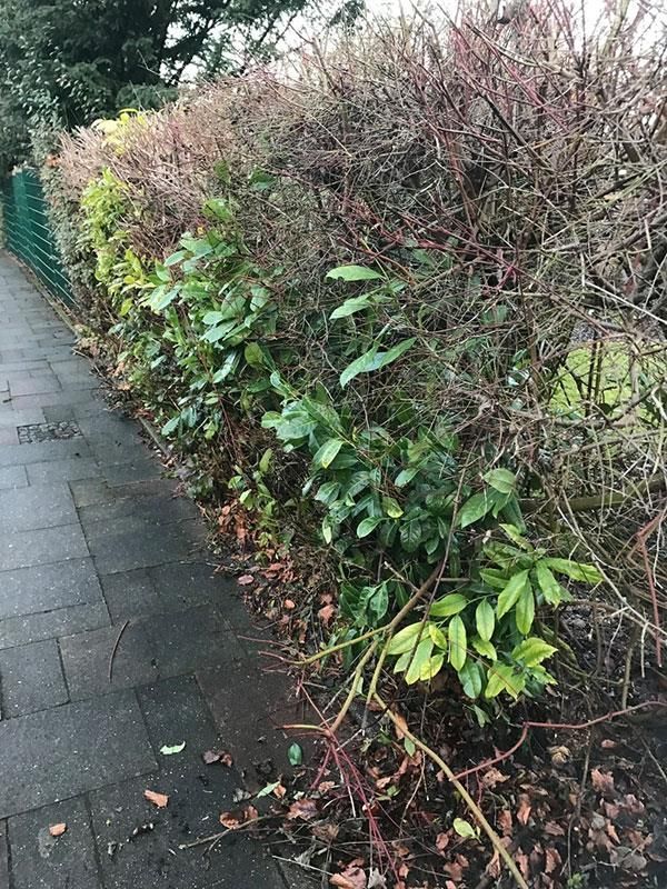 Eine Reihe von Büschen entlang eines Gehwegs neben einem Zaun.