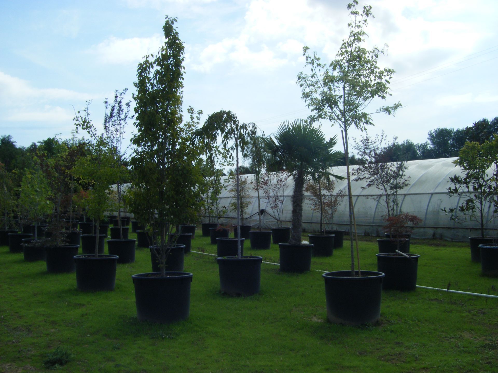 Arbres de la pépinière