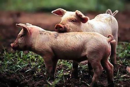 Dos lechones rosados ​​de pie en un suelo fangoso.