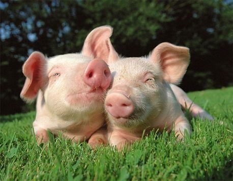Dos cerdos rosados ​​​​tumbados en la hierba verde.