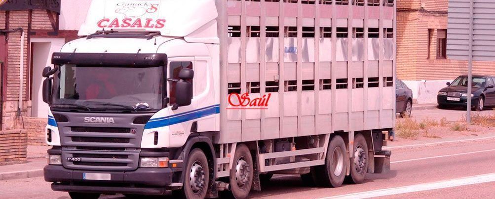 Un camión de ganado con cabina blanca circula por la carretera. En la parte superior del camión se lee "Casals".