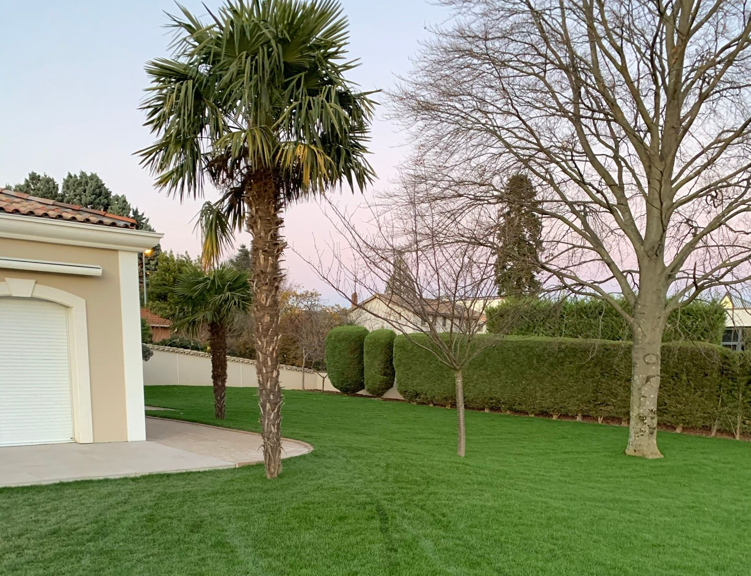 Un jardin avec un palmier.