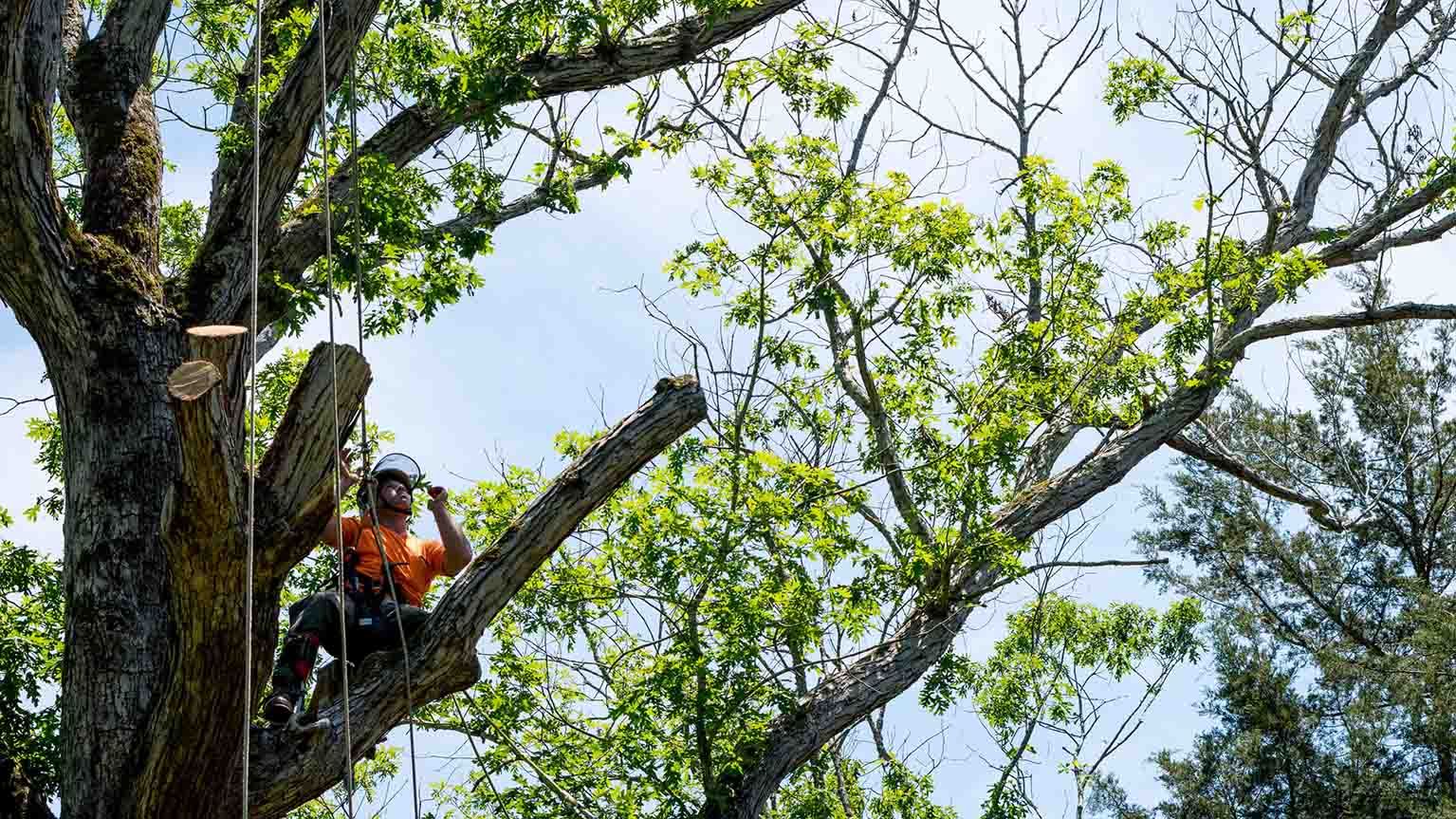Un hombre está sentado en lo alto de un árbol con una motosierra.