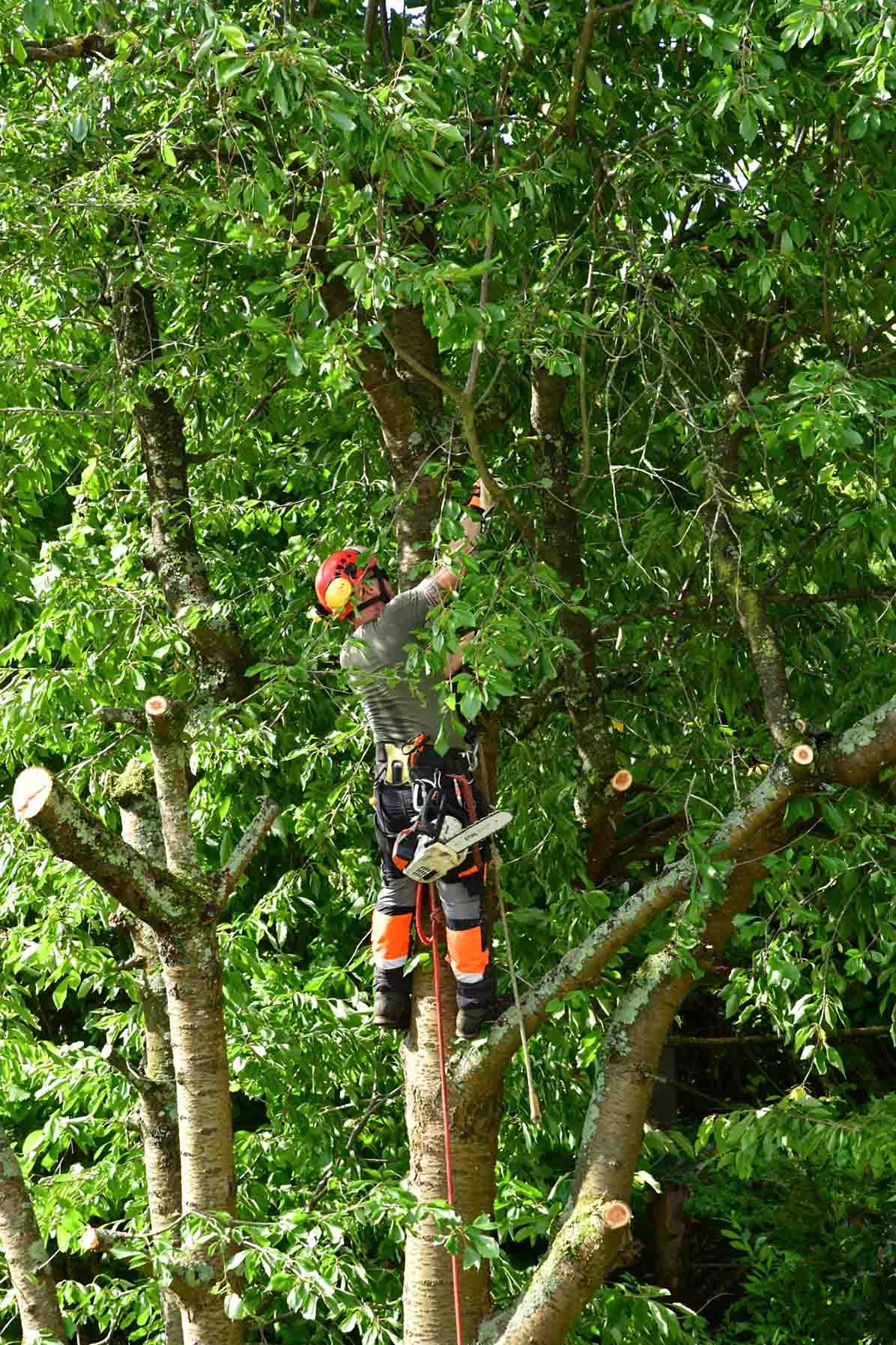 Un hombre está trepando un árbol con una motosierra.