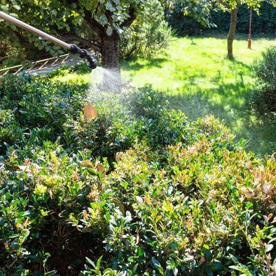 Una persona está rociando plantas en un jardín con un rociador.