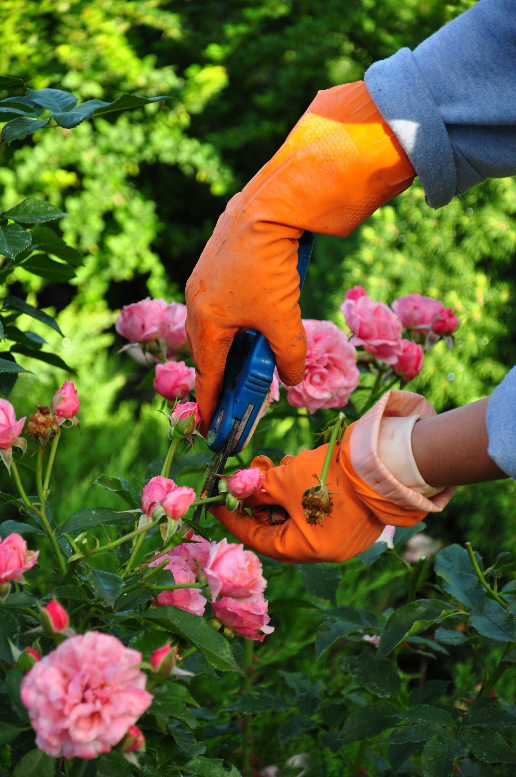 Una persona que lleva guantes naranjas está cortando flores rosas con un par de tijeras.