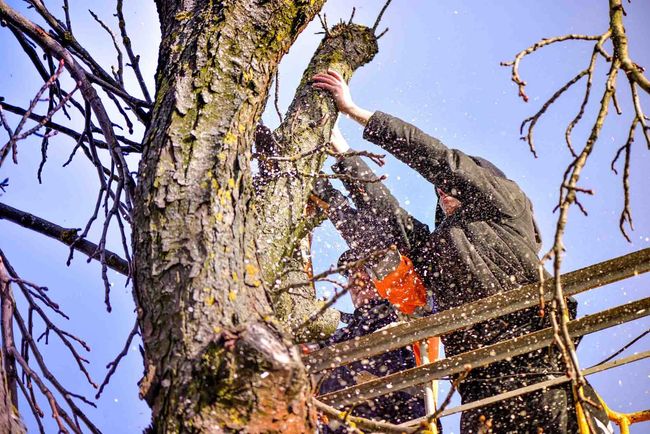 Dos hombres están cortando un árbol con una motosierra.
