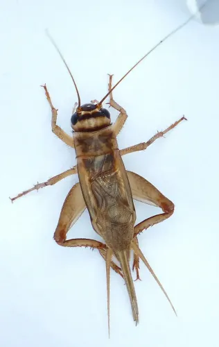 Un primer plano de una cucaracha sobre una superficie blanca.