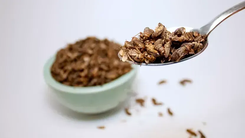 Un tazón de cereal y una cucharada de cereal sobre una mesa.